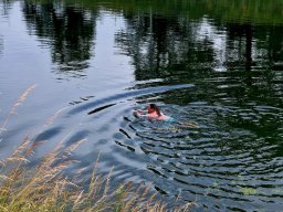 Mainschwimmen Juni 2026